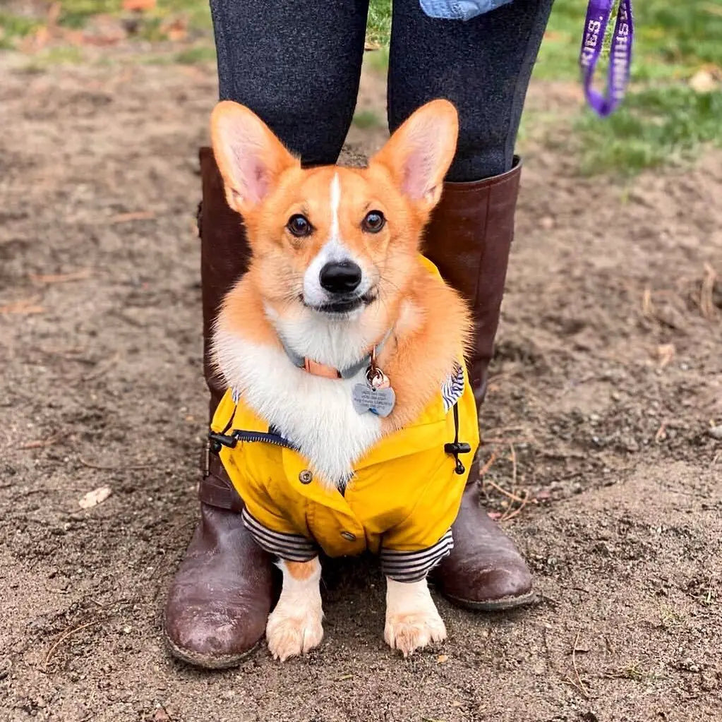 Pet Dog Clothes for Small Medium Dogs Waterproof Puppy Raincoat Fashion Cool Dog Jacket Coat Windproof Dogs Outfit Pet Supplie