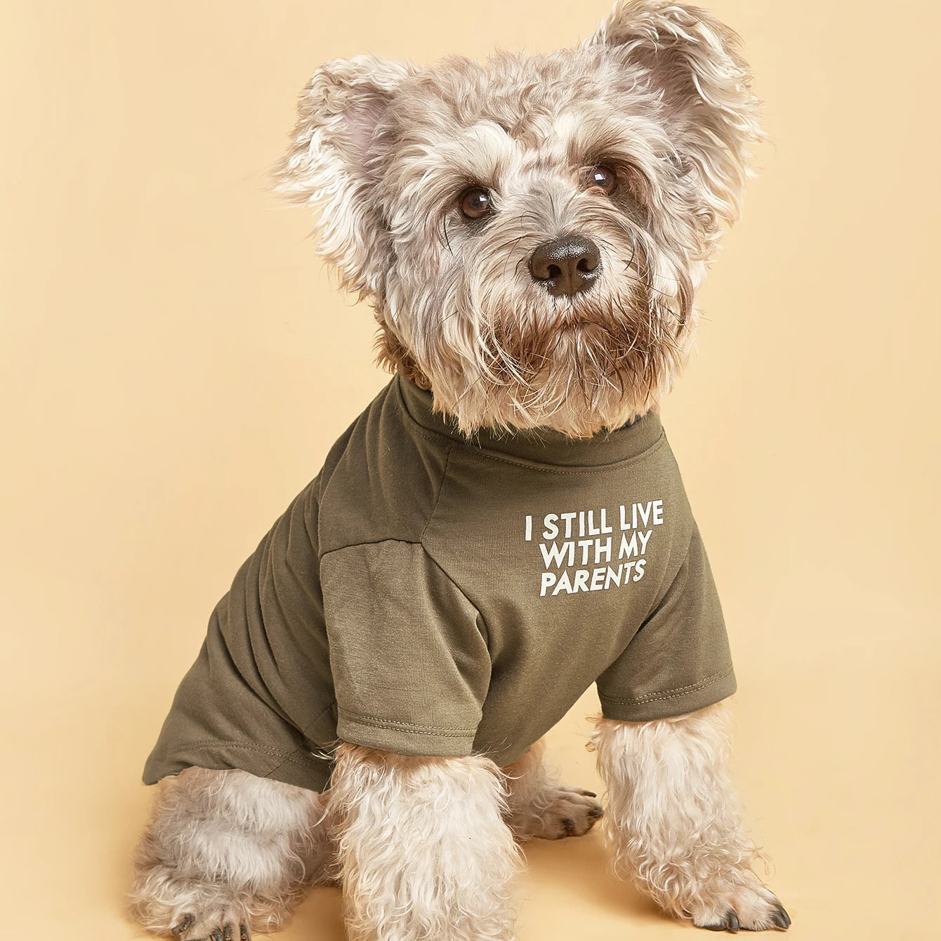 Cute Dog Clothes,Dog T Shirt for Medium Dogs, Small Dogs Girl Boy,Puppy.Breathable Soft Dog Costume Pet Dogs Cats,Pet Pullover
