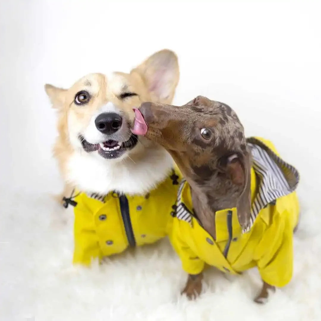 Pet Dog Clothes for Small Medium Dogs Waterproof Puppy Raincoat Fashion Cool Dog Jacket Coat Windproof Dogs Outfit Pet Supplie
